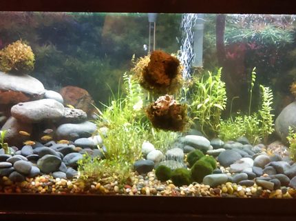 150 gallons planted tank (mostly live plants and fish) - just started this planted tank was using it to house fry decided to try it out all plants moss rocks and drift wood i got from the local river in my area realy liking it so going to order the proper lighting and co2 just need to do some research on what i need open for any suggestions 150 gallons planted tank (mostly live plants and fish) - just started this planted tank was using it to house fry decided to try it out all plants moss rocks and drift wood i got from the local river in my area realy liking it so going to order the proper lighting and co2 just need to do some research on what i need open for any suggestions
