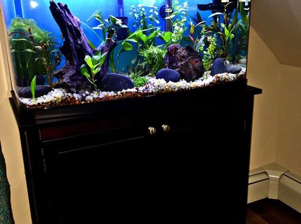 23 gallons planted tank (mostly live plants and fish) - 23g (high), 23 gallons planted tank (mostly live plants and fish) - 23g (high),