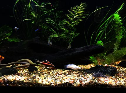 40 gallons planted tank (mostly live plants and fish) - 40 Gallon Planted 40 gallons planted tank (mostly live plants and fish) - 40 Gallon Planted