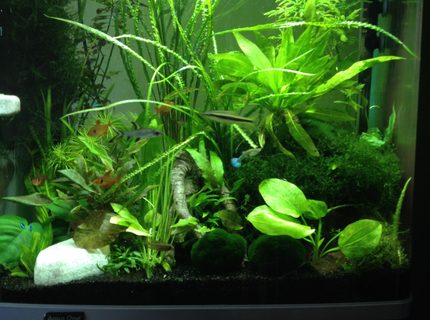 30 gallons planted tank (mostly live plants and fish) - Me tank 30 gallons planted tank (mostly live plants and fish) - Me tank