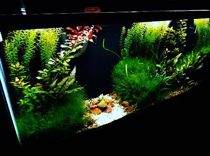 72 gallons planted tank (mostly live plants and fish) - 55 gallon scape. Crypt. Wendtii, Ludwigia Repens, Rotala Indica, Christmas Moss. Petrified wood from Cedar Mountain, Utah in the center. 72 gallons planted tank (mostly live plants and fish) - 55 gallon scape. Crypt. Wendtii, Ludwigia Repens, Rotala Indica, Christmas Moss. Petrified wood from Cedar Mountain, Utah in the center.