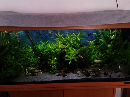 40 gallons planted tank (mostly live plants and fish) - Juwel Rio 180 40 gallons planted tank (mostly live plants and fish) - Juwel Rio 180