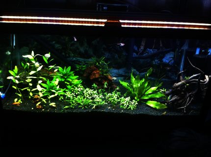 40 gallons planted tank (mostly live plants and fish) - Taken after lights went out so my snails are out and about 40 gallons planted tank (mostly live plants and fish) - Taken after lights went out so my snails are out and about
