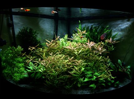 92 gallons planted tank (mostly live plants and fish) - my overgrown jungle 92 gallons planted tank (mostly live plants and fish) - my overgrown jungle