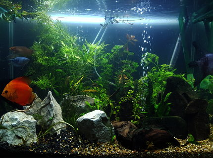 54 gallons planted tank (mostly live plants and fish) - First pic, just got it set up after a 100 mile transport, down and up in a day with fish back in their home 54 gallons planted tank (mostly live plants and fish) - First pic, just got it set up after a 100 mile transport, down and up in a day with fish back in their home