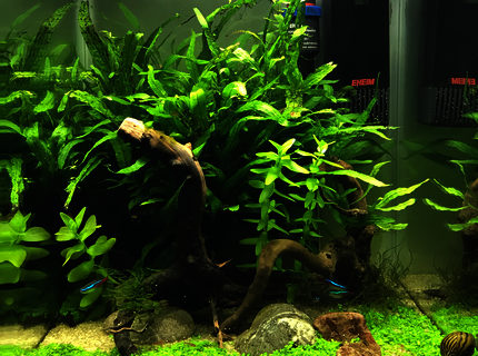 Rated #10: 10 Gallons Planted Tank - Tank after 6 months, Monte Carlo has taken well. Rated #10: 10 Gallons Planted Tank - Tank after 6 months, Monte Carlo has taken well.