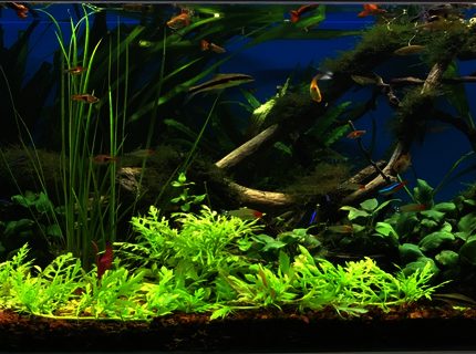 100 gallons planted tank (mostly live plants and fish) - June 2017 100 gallons planted tank (mostly live plants and fish) - June 2017