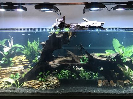180 gallons planted tank (mostly live plants and fish) - My 180
Ecotech radions
Mp10
Vecter return
Fluval fx6 mechanical only
Co2 dosed
6 auto dosers
Smart ato
24 watts uv sterilizer 180 gallons planted tank (mostly live plants and fish) - My 180
Ecotech radions
Mp10
Vecter return
Fluval fx6 mechanical only
Co2 dosed
6 auto dosers
Smart ato
24 watts uv sterilizer