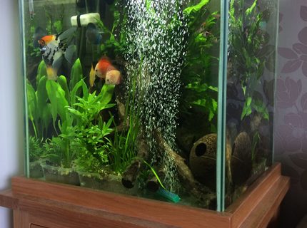 33 gallons planted tank (mostly live plants and fish) - I have aimed for as true to nature as possible with the space that's available.
My love for discus is clearly seen in the pics. 33 gallons planted tank (mostly live plants and fish) - I have aimed for as true to nature as possible with the space that's available.
My love for discus is clearly seen in the pics.