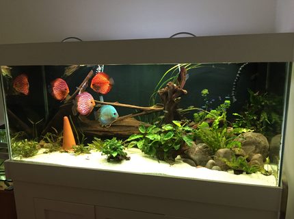 143 gallons planted tank (mostly live plants and fish) - Planted South American/Discus biotope 143 gallons planted tank (mostly live plants and fish) - Planted South American/Discus biotope