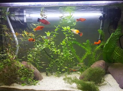 29 gallons planted tank (mostly live plants and fish) - Planted tank with mixed livebeares 29 gallons planted tank (mostly live plants and fish) - Planted tank with mixed livebeares