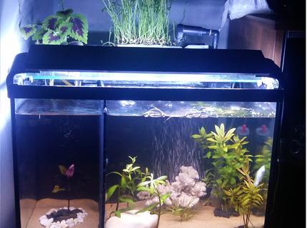 12 gallons planted tank (mostly live plants and fish) - 12 Gallons planted tank. 12 gallons planted tank (mostly live plants and fish) - 12 Gallons planted tank.