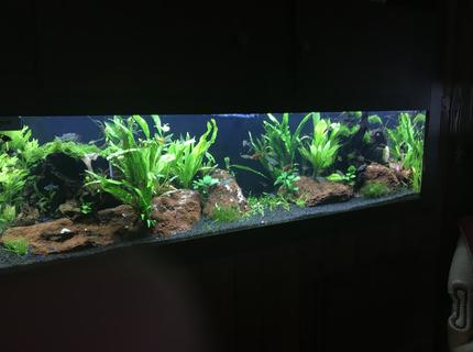 Rated #6: 125 Gallons Planted Tank - 125 Planted two months in Rated #6: 125 Gallons Planted Tank - 125 Planted two months in