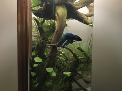 3 gallons planted tank (mostly live plants and fish) - My little betta tank 3 gallons planted tank (mostly live plants and fish) - My little betta tank