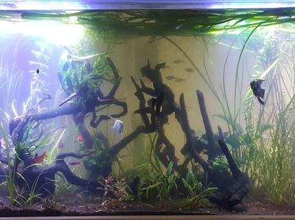 100 gallons planted tank (mostly live plants and fish) - Tropical Planted 100 gallon 100 gallons planted tank (mostly live plants and fish) - Tropical Planted 100 gallon