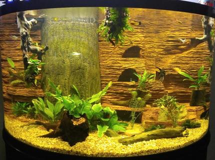 144 gallons planted tank (mostly live plants and fish) - annubis ,amazon swords grape vine hung from bracing above entire backround was carved from old fish shipping styrofoam and colored and textured with drylock and concrete overflow turned into a tree with black pondfoam with a constant sand waterfall / fluidized sand filter 144 gallons planted tank (mostly live plants and fish) - annubis ,amazon swords grape vine hung from bracing above entire backround was carved from old fish shipping styrofoam and colored and textured with drylock and concrete overflow turned into a tree with black pondfoam with a constant sand waterfall / fluidized sand filter