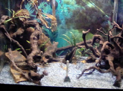 30 gallons planted tank (mostly live plants and fish) - Planted tank 30 gallons planted tank (mostly live plants and fish) - Planted tank