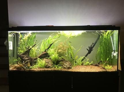 60 gallons planted tank (mostly live plants and fish) - 60 Gal, planted tank 60 gallons planted tank (mostly live plants and fish) - 60 Gal, planted tank