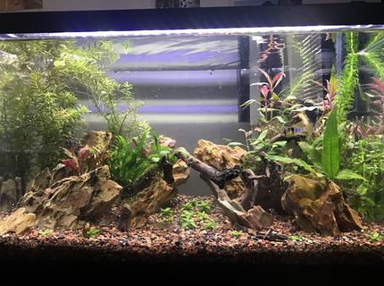 10 gallons planted tank (mostly live plants and fish) - Planted 10 with ohko stone, newly established. Plants are not yet to full potential 10 gallons planted tank (mostly live plants and fish) - Planted 10 with ohko stone, newly established. Plants are not yet to full potential