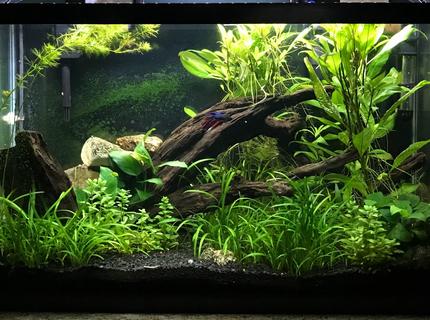 Rated #2: 29 Gallons Planted Tank - My Planted Aquarium Rated #2: 29 Gallons Planted Tank - My Planted Aquarium