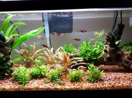 20 gallons planted tank (mostly live plants and fish) - tank 20 gallons planted tank (mostly live plants and fish) - tank