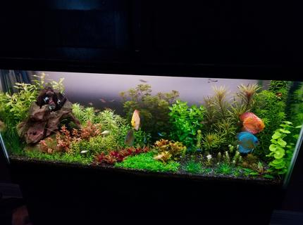 Rated #1: 55 Gallons Planted Tank - Discus community tank Rated #1: 55 Gallons Planted Tank - Discus community tank