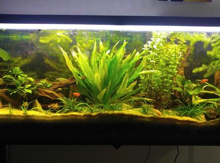 Rated #8: 55 Gallons Planted Tank - Driftwood Ave. Rated #8: 55 Gallons Planted Tank - Driftwood Ave.