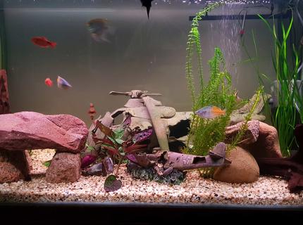 120 gallons planted tank (mostly live plants and fish) - Revised 120 gallons planted tank (mostly live plants and fish) - Revised