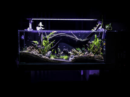 53 gallons planted tank (mostly live plants and fish) - front view of my neon´s tank 53 gallons planted tank (mostly live plants and fish) - front view of my neon´s tank