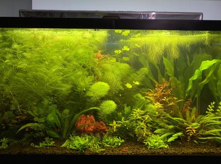 29 gallons planted tank (mostly live plants and fish) - Planted Tank 29 gallons planted tank (mostly live plants and fish) - Planted Tank