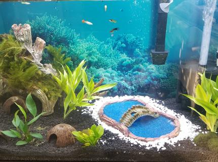65 gallons planted tank (mostly live plants and fish) - My new 65g after a week. 65 gallons planted tank (mostly live plants and fish) - My new 65g after a week.