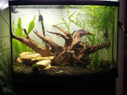 36 gallons planted tank (mostly live plants and fish) - Stump filled bowfront 36 gallons planted tank (mostly live plants and fish) - Stump filled bowfront