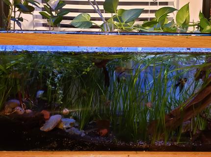 36 gallons planted tank (mostly live plants and fish) - planted 75 36 gallons planted tank (mostly live plants and fish) - planted 75