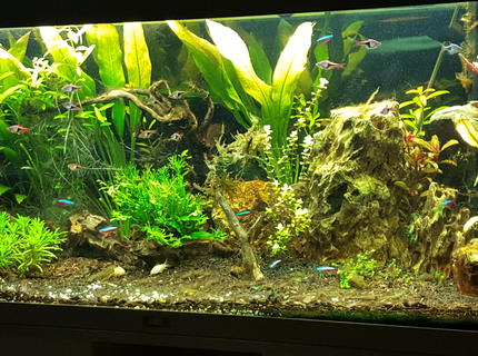100 gallons planted tank (mostly live plants and fish) - early stages planted tank 100 gallons planted tank (mostly live plants and fish) - early stages planted tank