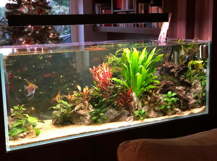 130 gallons planted tank (mostly live plants and fish) - Aquarium wall 130 gallons planted tank (mostly live plants and fish) - Aquarium wall