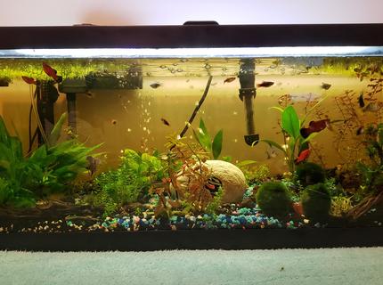 25 gallons planted tank (mostly live plants and fish) - Our 25 gallon community tank.
The yellow tint is tannin from the cholla wood and leaves, and the light is softer and more shaded because the water spangles are thick. Our fish seem to prefer the shaded areas, and most of our plants don't require heavy light to grow, so we let the tank remain somewhat lower light level than average for their comfort. If you want to avoid this tint, just boil the wood and leaves you want to add to the tank for a longer period, we usually only boil wood and leaves for 10 minutes for small pieces since we like the tint. 25 gallons planted tank (mostly live plants and fish) - Our 25 gallon community tank.
The yellow tint is tannin from the cholla wood and leaves, and the light is softer and more shaded because the water spangles are thick. Our fish seem to prefer the shaded areas, and most of our plants don't require heavy light to grow, so we let the tank remain somewhat lower light level than average for their comfort. If you want to avoid this tint, just boil the wood and leaves you want to add to the tank for a longer period, we usually only boil wood and leaves for 10 minutes for small pieces since we like the tint.