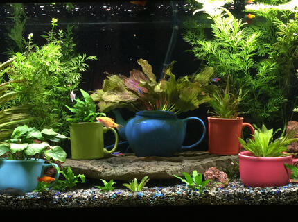 72 gallons planted tank (mostly live plants and fish) - This is my 75-gallon freshwater planted aquarium. Located in my living room, on display next to my mug collection. It's been running for 8 months or so. Enjoy and thank you! 72 gallons planted tank (mostly live plants and fish) - This is my 75-gallon freshwater planted aquarium. Located in my living room, on display next to my mug collection. It's been running for 8 months or so. Enjoy and thank you!