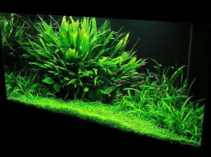 Rated #3: 33 Gallons Planted Tank - 33 gal. Nature Aquarium Rated #3: 33 Gallons Planted Tank - 33 gal. Nature Aquarium