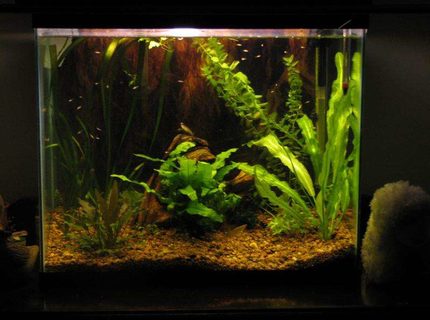 50 gallons planted tank (mostly live plants and fish) - 15g 50 gallons planted tank (mostly live plants and fish) - 15g