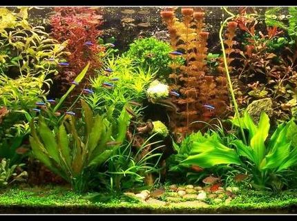 103 gallons planted tank (mostly live plants and fish) - My planted aquarium-465 liter- march 2007 103 gallons planted tank (mostly live plants and fish) - My planted aquarium-465 liter- march 2007