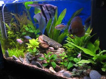 17 gallons planted tank (mostly live plants and fish) - Improved tank with DIY CO2. 17 gallons planted tank (mostly live plants and fish) - Improved tank with DIY CO2.