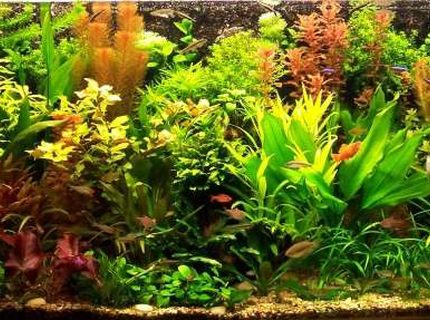103 gallons planted tank (mostly live plants and fish) - My planted aquarium-465 liter 103 gallons planted tank (mostly live plants and fish) - My planted aquarium-465 liter