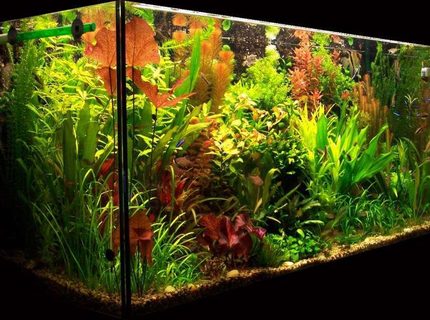 103 gallons planted tank (mostly live plants and fish) - My planted aquarium-465 liter 103 gallons planted tank (mostly live plants and fish) - My planted aquarium-465 liter