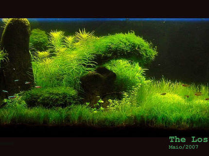 Rated #4: 65 Gallons Planted Tank - The Lost Island Rated #4: 65 Gallons Planted Tank - The Lost Island