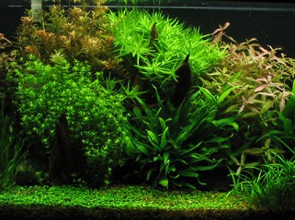 planted tank (mostly live plants and fish) - Tank Specifications :: Dimensions: 48"x16"x18"
Volume: 66 gallon / 250L
Substrate: 1-3mm gravel
Lighting: 5x40W NO fluorescent, 11hrs
Filteration: fluval 304 & Magnum 250
Flora :: plant list:
1# Glossotigma
2# Sagittaria pusilla
3# Ludwigia repens
4# Microsorum Pteropus
5# Hygrophila polysperma 'Sunset'
6# Micranthemum micranthemoides
7# Vallisneria Americana
8# Rotala Indica
9# Heteranthera zosteraefolia
Fauna :: 2x Blue Ram - Microgeophagus ramirezi
2x Angelfish - Pterophyllum scalare
5x Otto - Otocinclus affinis
5x Pristella - Pristella maxillaris
5x Harlequin - Rasbora heteromorpha
4x SAE - Crossocheilus siamensis
5x Ammano shrimp - Caridina japonica
10X Cardinal - Paracheirodon axelrodi
Fertilization :: CO2: 5lbs presiruzed system
water column fertilization: Fleet enema, CaNO3, KNO3, K2SO4, seachem flourish & iron
substrate fertlization: N/A planted tank (mostly live plants and fish) - Tank Specifications :: Dimensions: 48"x16"x18"
Volume: 66 gallon / 250L
Substrate: 1-3mm gravel
Lighting: 5x40W NO fluorescent, 11hrs
Filteration: fluval 304 & Magnum 250
Flora :: plant list:
1# Glossotigma
2# Sagittaria pusilla
3# Ludwigia repens
4# Microsorum Pteropus
5# Hygrophila polysperma 'Sunset'
6# Micranthemum micranthemoides
7# Vallisneria Americana
8# Rotala Indica
9# Heteranthera zosteraefolia
Fauna :: 2x Blue Ram - Microgeophagus ramirezi
2x Angelfish - Pterophyllum scalare
5x Otto - Otocinclus affinis
5x Pristella - Pristella maxillaris
5x Harlequin - Rasbora heteromorpha
4x SAE - Crossocheilus siamensis
5x Ammano shrimp - Caridina japonica
10X Cardinal - Paracheirodon axelrodi
Fertilization :: CO2: 5lbs presiruzed system
water column fertilization: Fleet enema, CaNO3, KNO3, K2SO4, seachem flourish & iron
substrate fertlization: N/A