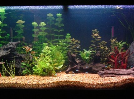 62 gallons planted tank (mostly live plants and fish) - my 285 litre aquarium 62 gallons planted tank (mostly live plants and fish) - my 285 litre aquarium