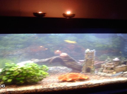 160 gallons planted tank (mostly live plants and fish) - my first tank 160 gallons planted tank (mostly live plants and fish) - my first tank