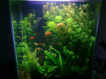 17 gallons planted tank (mostly live plants and fish) - overview 17 gallons planted tank (mostly live plants and fish) - overview