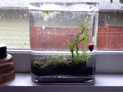 2 gallons planted tank (mostly live plants and fish) - Killifish tank 2 gallons planted tank (mostly live plants and fish) - Killifish tank