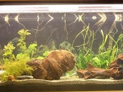 45 gallons planted tank (mostly live plants and fish) - New setup 45 gallons planted tank (mostly live plants and fish) - New setup